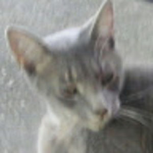 Meet your Posher, Omar